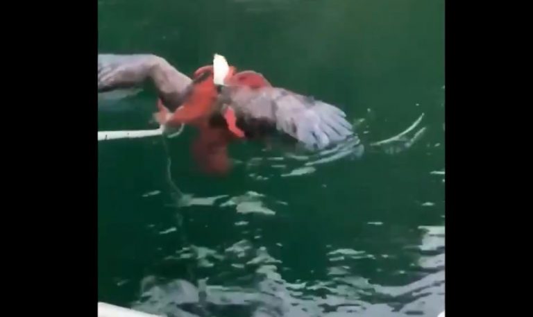 Битва осьминога и орлана за жизнь попала на видео