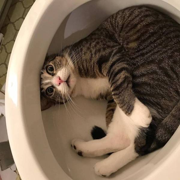 Пятничная подборка веселых и многозначительных фото где много котиков