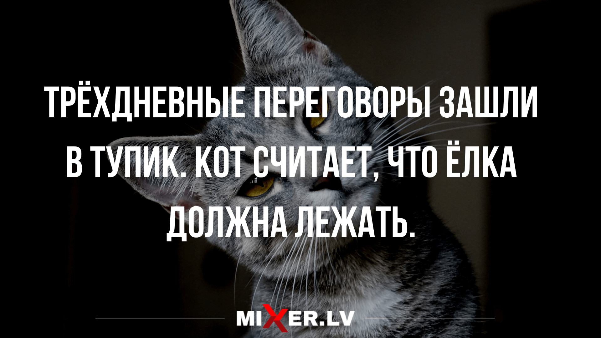 Новые анекдоты в понедельник и коту виднее | Mixnews
