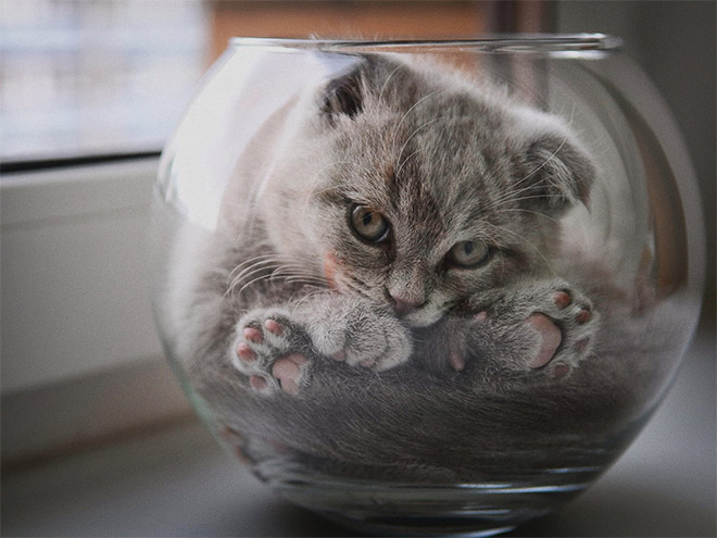 Фотографии,доказывающие,что коты это жидкость