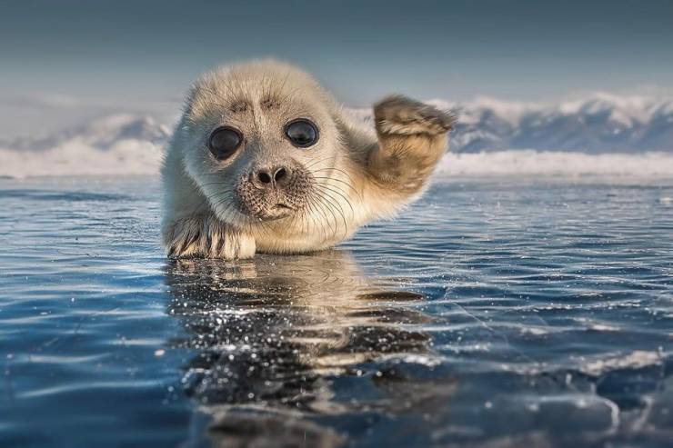 Пятничная подборка особенно смешных и позитивных фотографий, настраивающих на улыбку