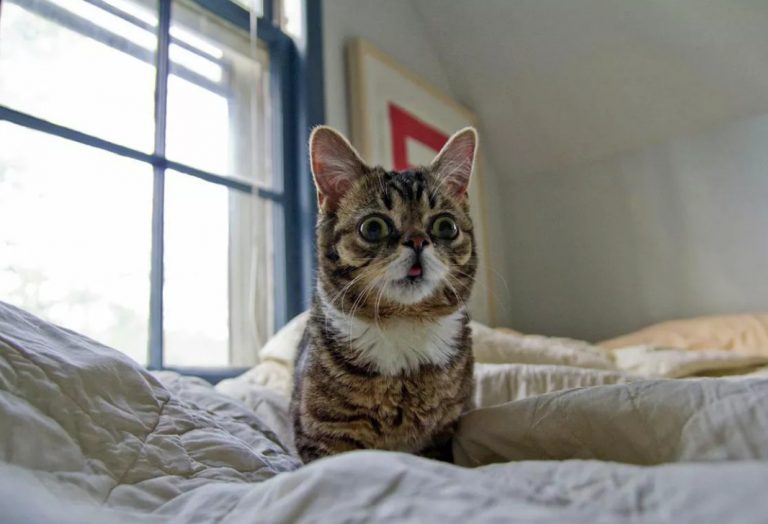 Умерла одна из самых популярных в соцсетях кошек Lil Bub