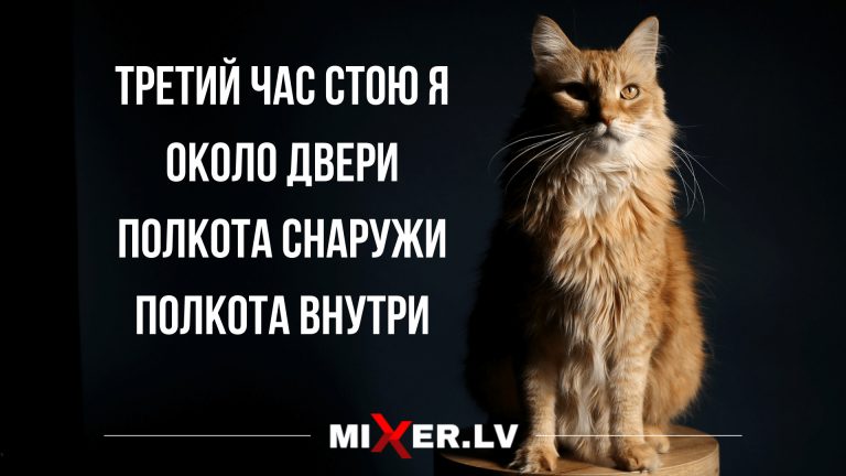 Смешные анекдоты на утро и котики