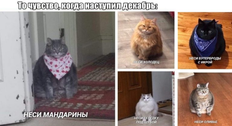 Пятничная подборка фотоприколов и картинок