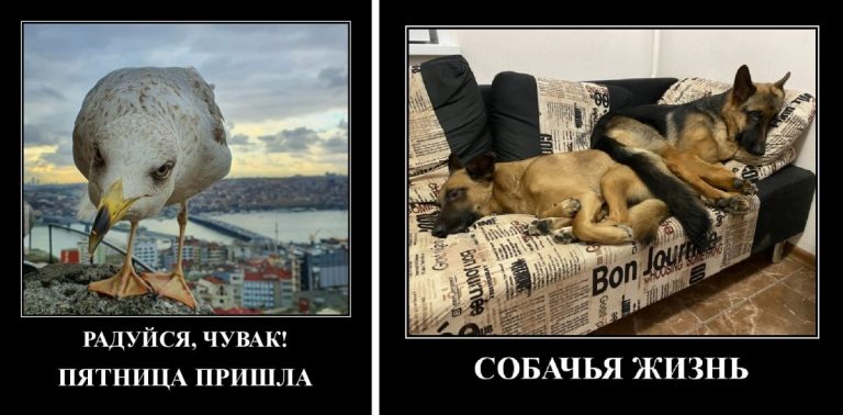 Демотиваторы на выходные и радуйся, чувак!