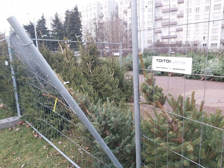 Печальная картина: в Пурвциемсе после Нового года бросили непроданные елки