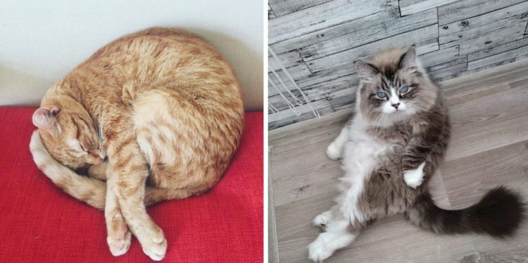 Коты — это такие пушистые ангелы, которые даны человеку в утешение