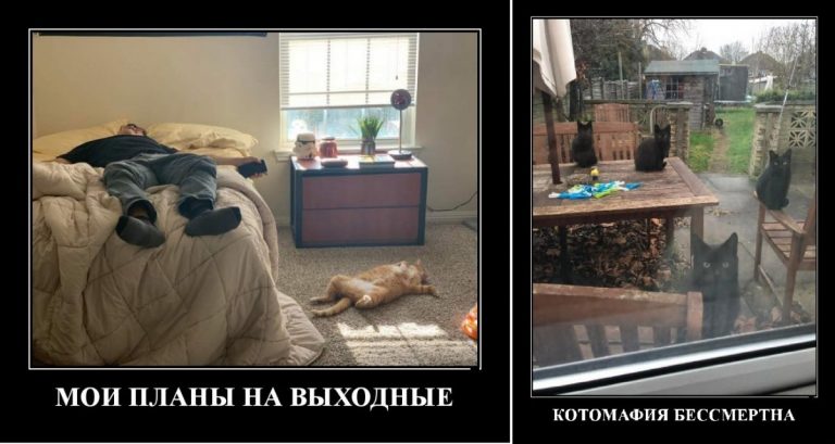 Новые демотиваторы и планы на выходные