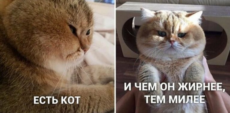 30 жизненных и милых мемов с котиками