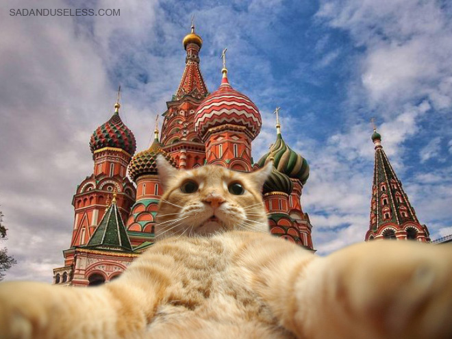 Путешествующие котики делают селфи на фоне достопримечательностей