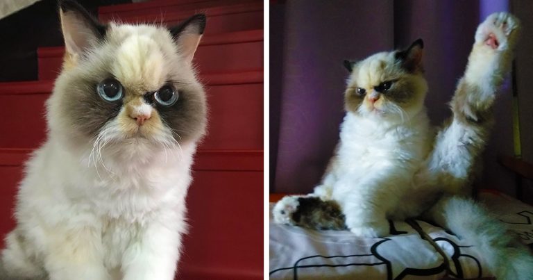У этой кошки мордаха жуткой злюки. Её фотки — триумф котопрезрения!