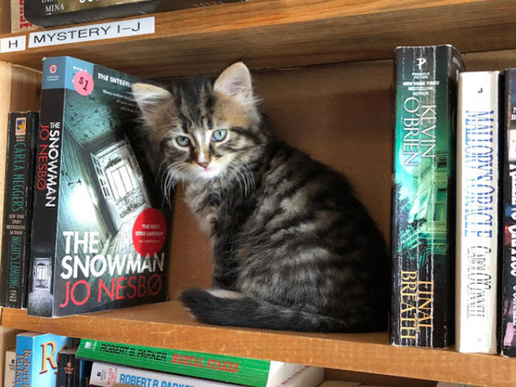 Канадский книжный магазин пригласил на работу котов