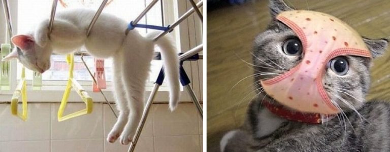Коты, которые настолько спокойны, что позволяют творить с собой ужасные вещи.