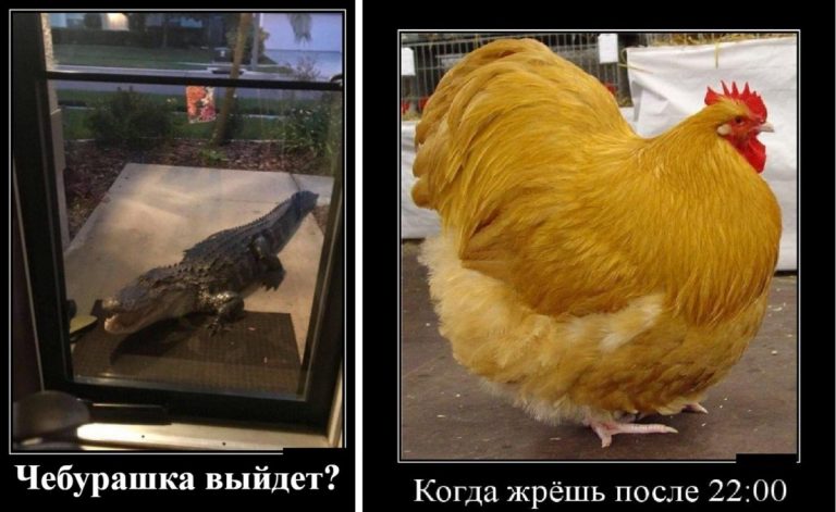 Демотиваторы в начале недели и Чебурашка