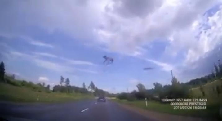 ВИДЕО: как Латвия будет бороться с опасными животными на дорогах?