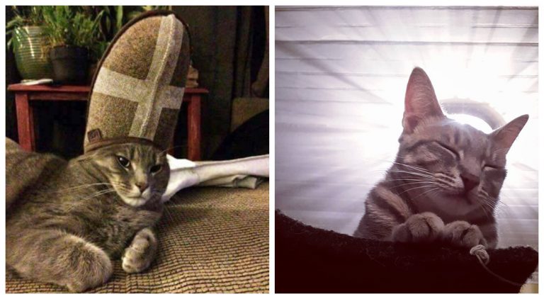 Святые котики, которым мы поклоняемся!