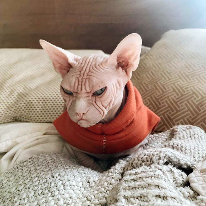 Фотографии котов, чей взгляд заставляет чувствовать себя полным ничтожеством (21 штука)
