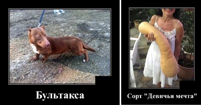 Демотиваторы воскресные и девичья мечта