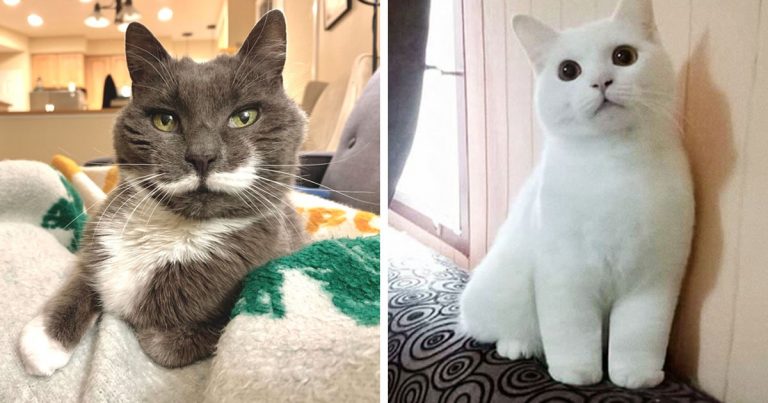 20 кошек, будто нарисованных в фотошопе, чтобы всех удивить