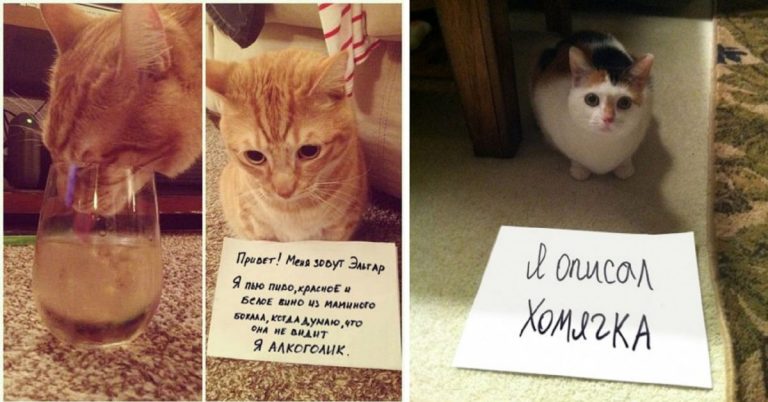 19 котиков, которые провинились и знают об этом