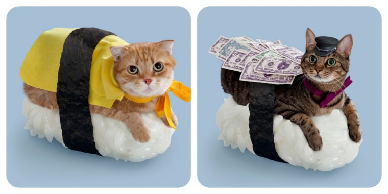 Вам случайно суши-кот не нужен?