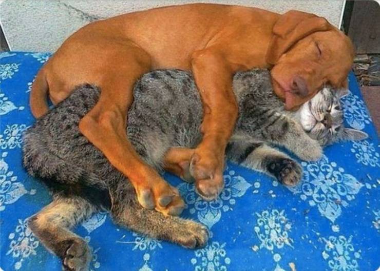 Умилиться, удивиться, посмеяться