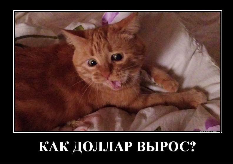 Демотиваторы на вторник и биржевые КОТировки