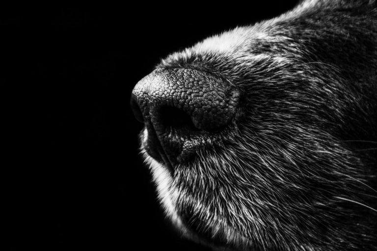 Почему у собак всегда холодный нос? Вопрос выясняли ученые