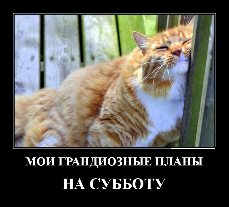Лучшие демотиваторы за сегодня и грандиозные планы на выходные