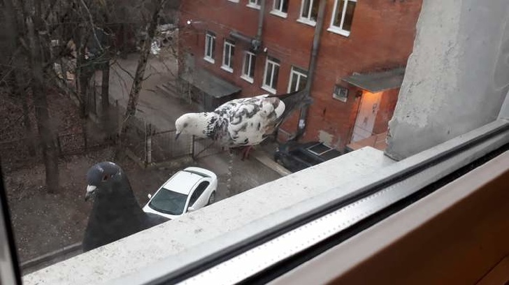 19 фотографий, сбивающих с толку