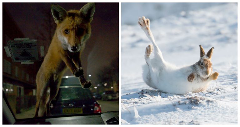 Фото лисы на автомобиле победило в конкурсе Mammal Photographer Of The Year