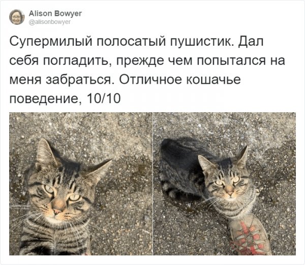 Странная тема в твиттере: рецензии на котов