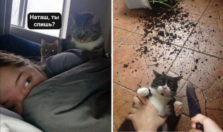 Выходки котов, из — за которых им хочется отрезать бубенчики