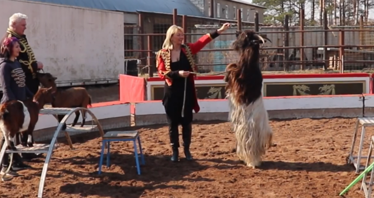 Чешский цирк ALEX устроил представление онлайн. Артисты рассчитывают на помощь (ВИДЕО)