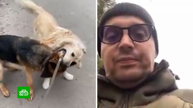 Рэпер Гуф в прямом эфире натравил овчарку на соседского пса