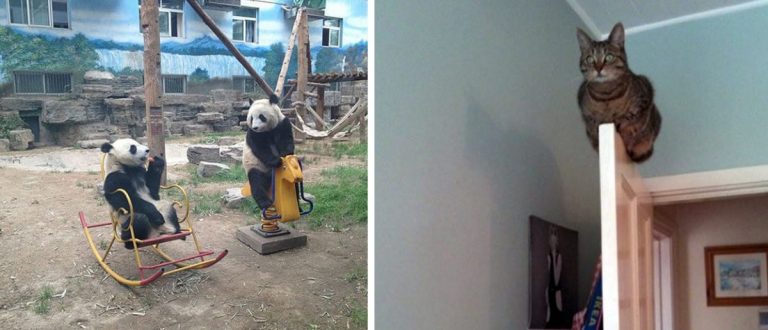17 фотографий животных — супер героев способных сделать невозможное