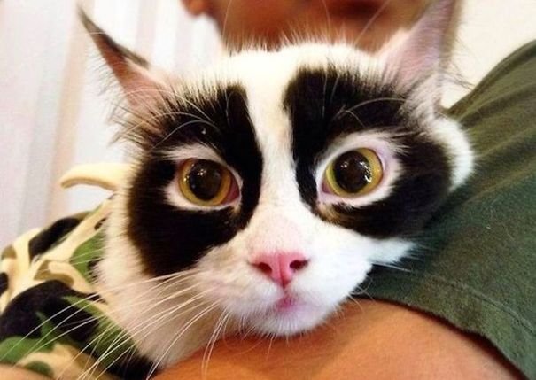 Начни утро с кота!: 17 любимцев, с поразительным природным окрасом