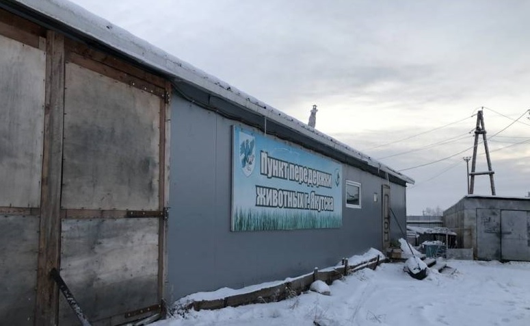 В Якутске нашли контейнер с десятками трупов кошек и собак