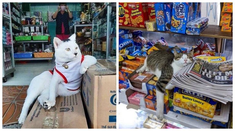 Кажется, что эти коты и есть настоящие владельцы магазина