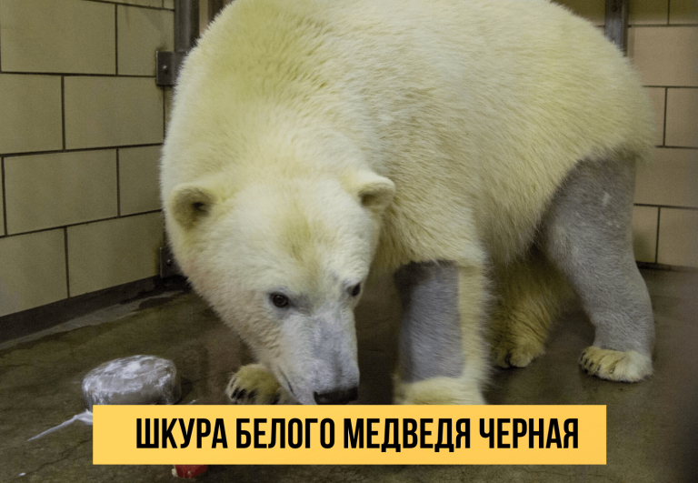 25 фантастических факта обо всём на свете, которые вы точно не знали
