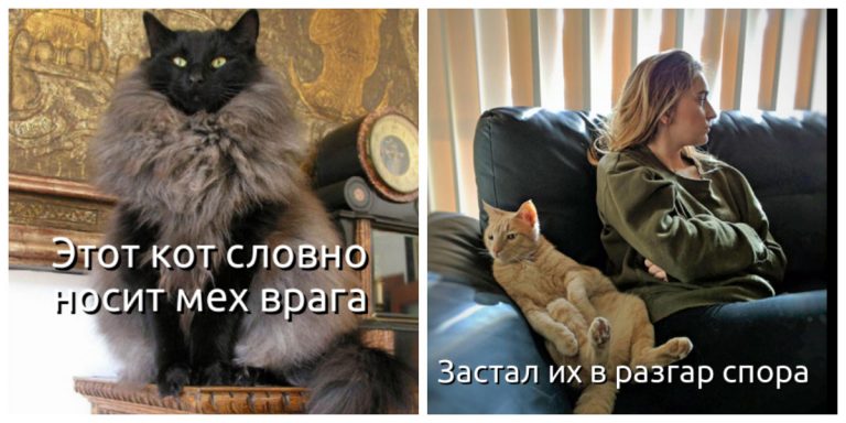 Исповеди кошатников в смешных картинках