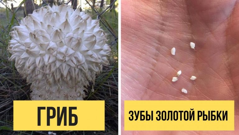 26 фото вещей, глядя на которые вы скажите: «Да лаааадно!»