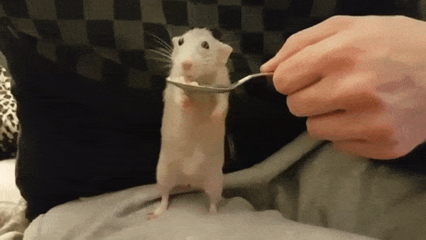 Не только кошки! Необычные домашние питомцы, которых так и хочется приласкать!
