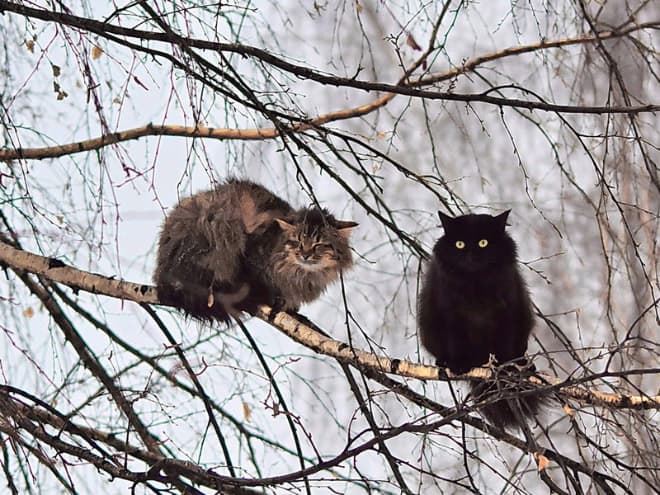 Весна пришла… Коты прилетели…