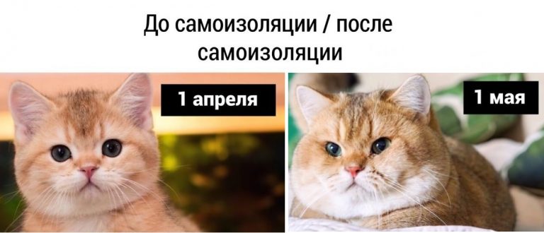 Мемы и смешные картиночки на утро