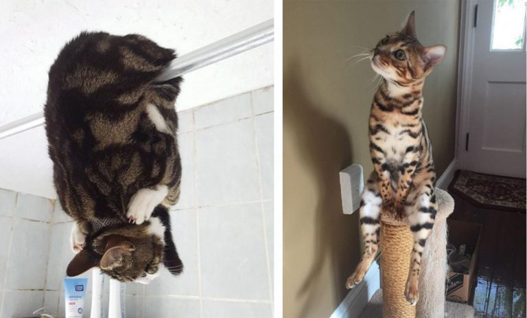 20 котов, которые наотрез отказываются вести себя как нормальные мурлыки