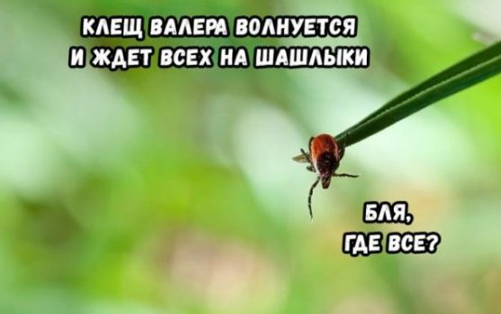 Немного прикольных картинок для настроения и клещ Валера