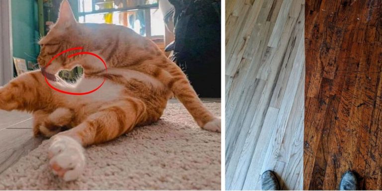 Бесконечно удовлетворяющие вещи, смотреть на которые — одно удовольствие