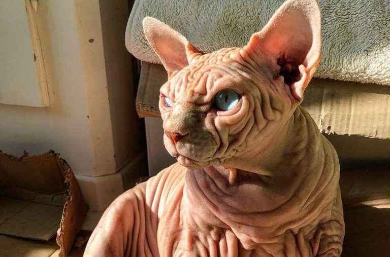 Кот, в которого невозможно не влюбиться: Джердан- пожалуй, самый горячий мурлыка на сегодняшний день