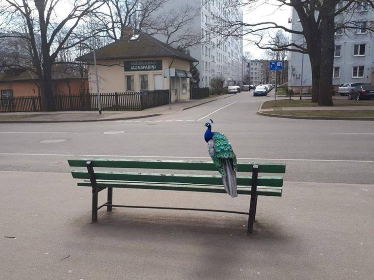 Рига во власти природы: житель Иманты встретил на остановке павлина
